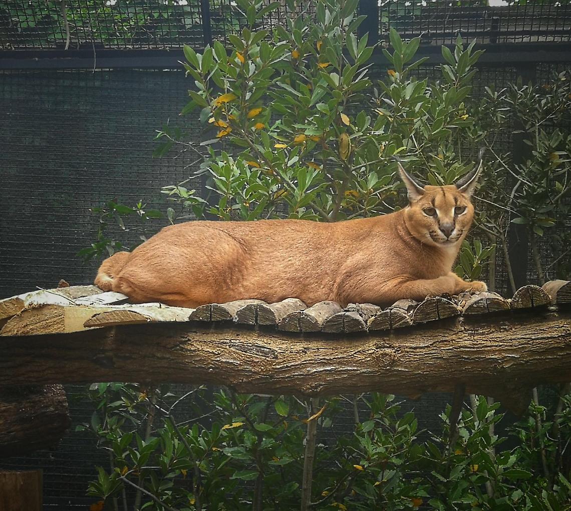 Un caracal arriva allo zoo, ecco Achille