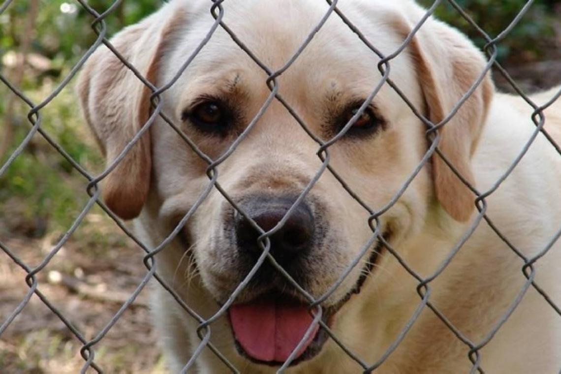 Napoli, al via programma itinerante anagrafe canina