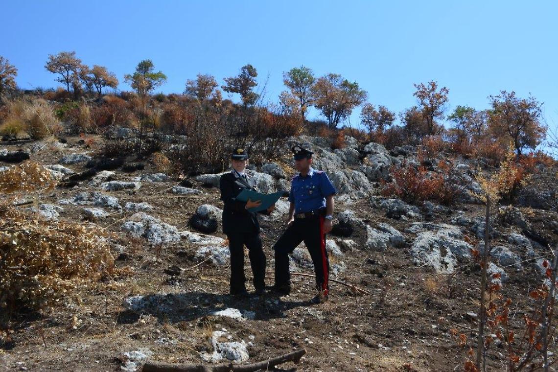 Appiccò il fuoco sul monte Tifata per ampliare il vigneto abusivo: preso