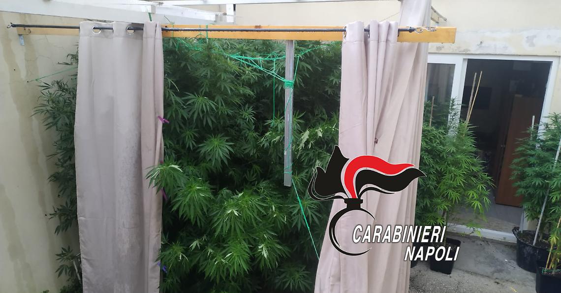 Piantagione di cannabis in giardino, un arresto