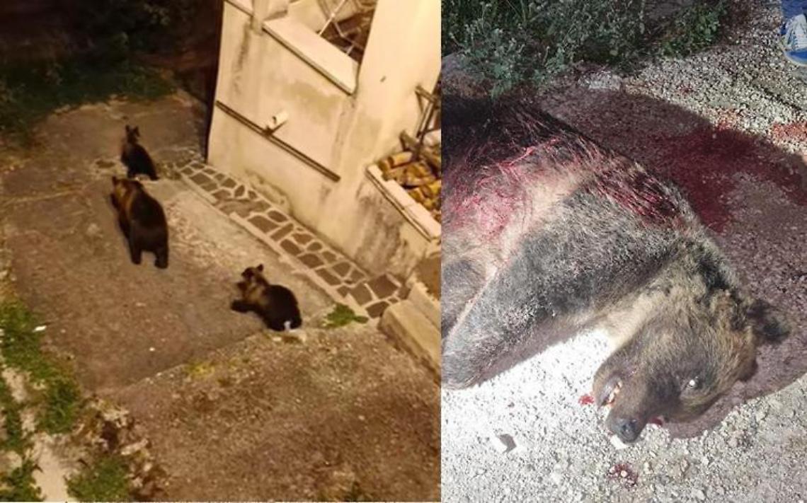 In Abruzzo uccisa a fucilate l'orsa Amarena