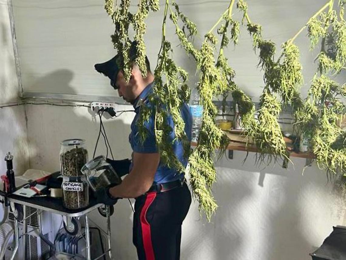 Una serra di cannabis nell’ex canile: coppia in manette