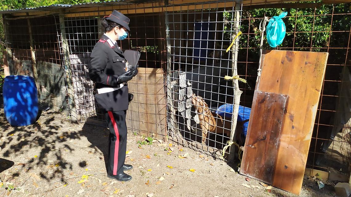 Undici pitbull in un canile abusivo, scatta il sequestro