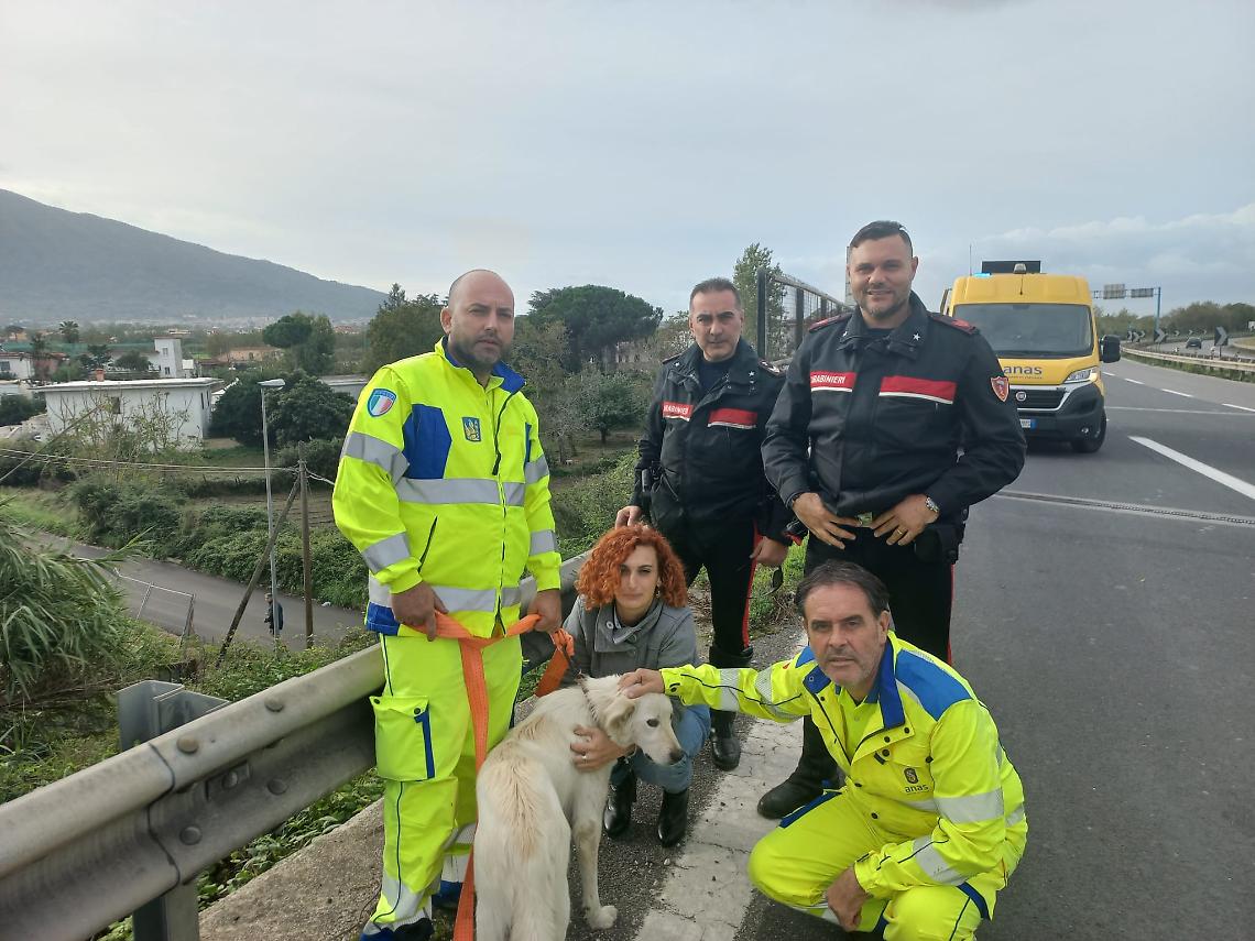 Cane salvato sulla statale a Napoli, si cerca il proprietario