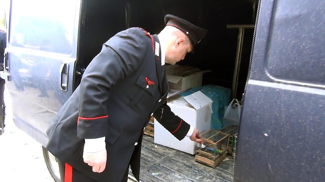 Afragola, liberati cinquanta cardellini