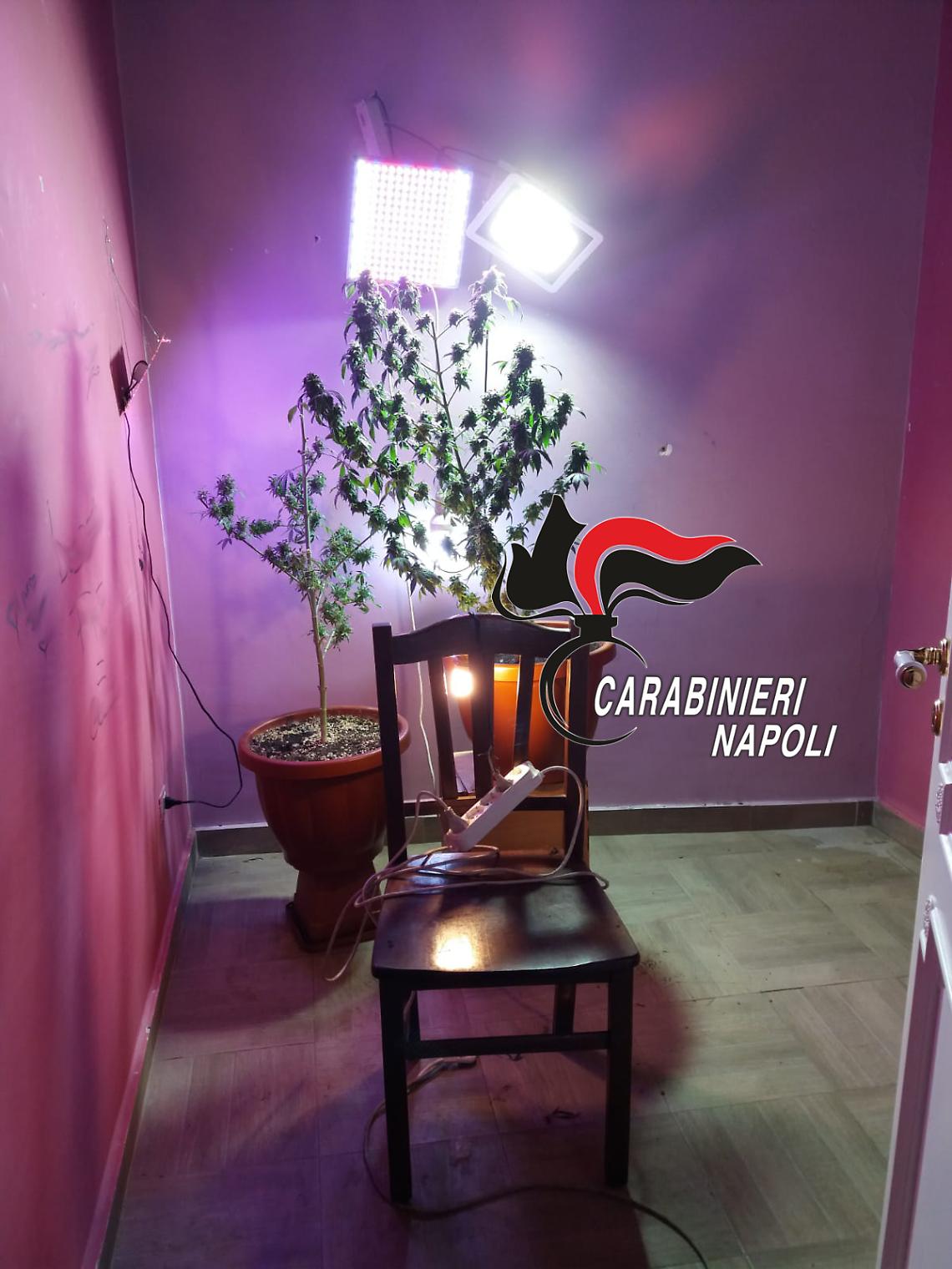 Coltivazione di cannabis in casa, un arresto