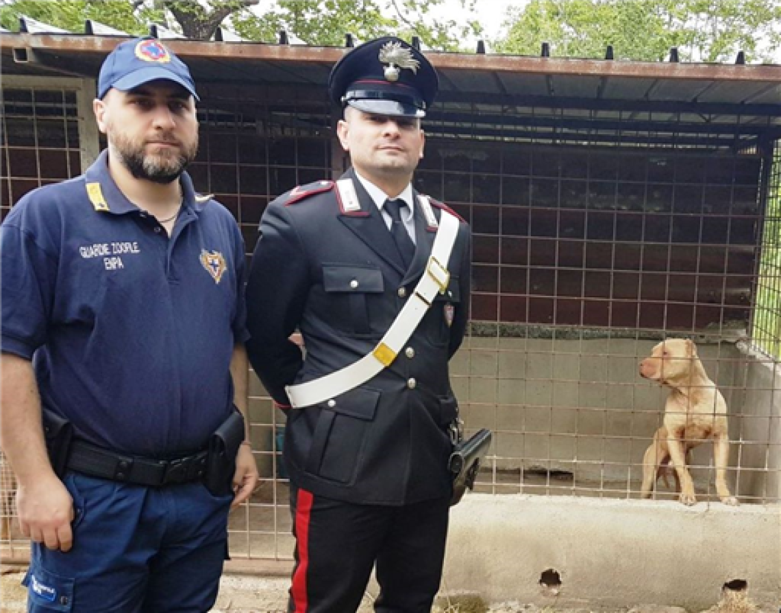 Trovati in un box 18 cani di razza
