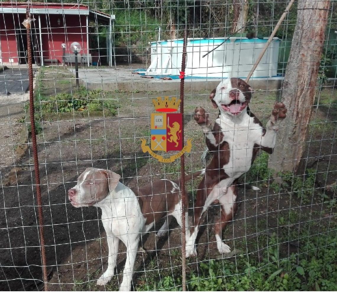 Tre pitbull a difesa della droga, scoperto deposito a Miano FOTO