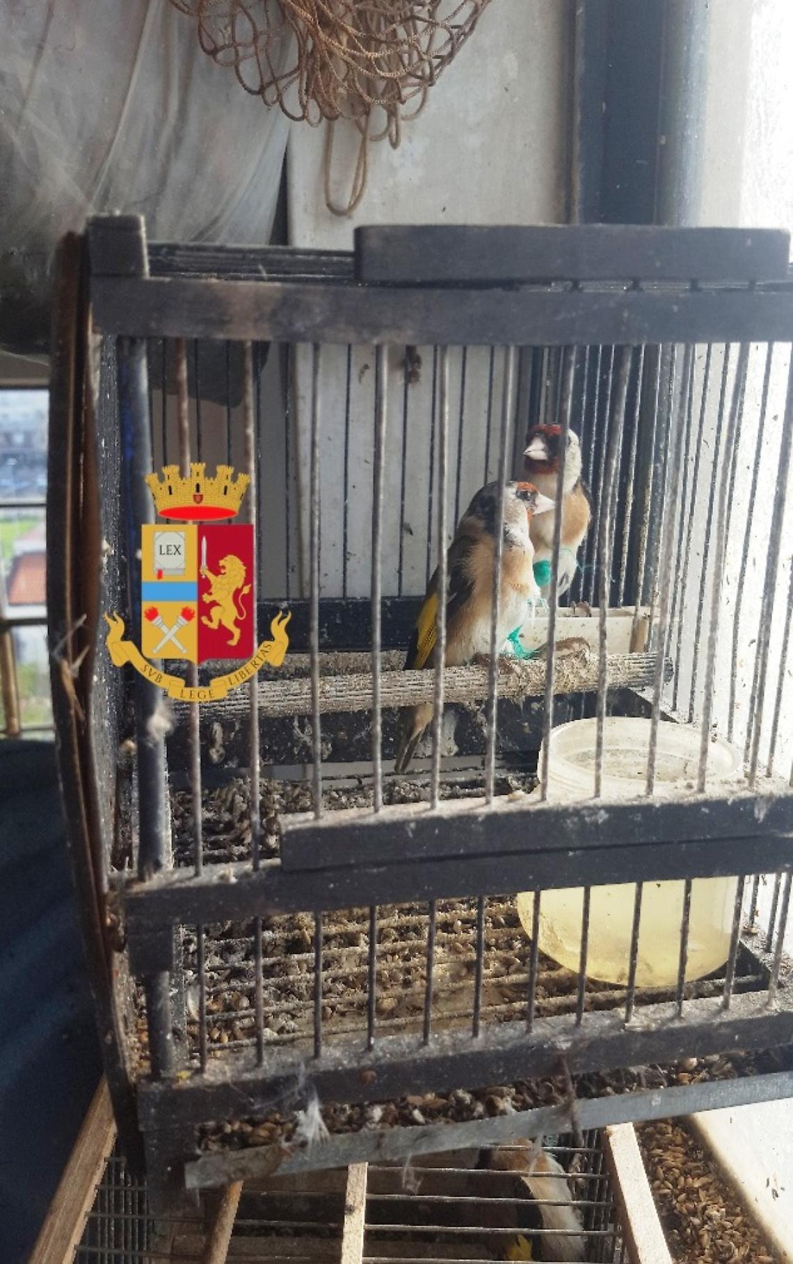 Pompei, tornano in libertà 21 uccellini di specie protetta