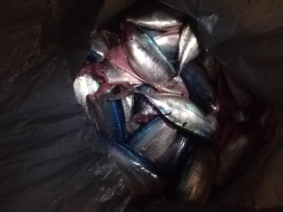 Decine di tonni rossi, maximulta da 10mila euro al pescatore