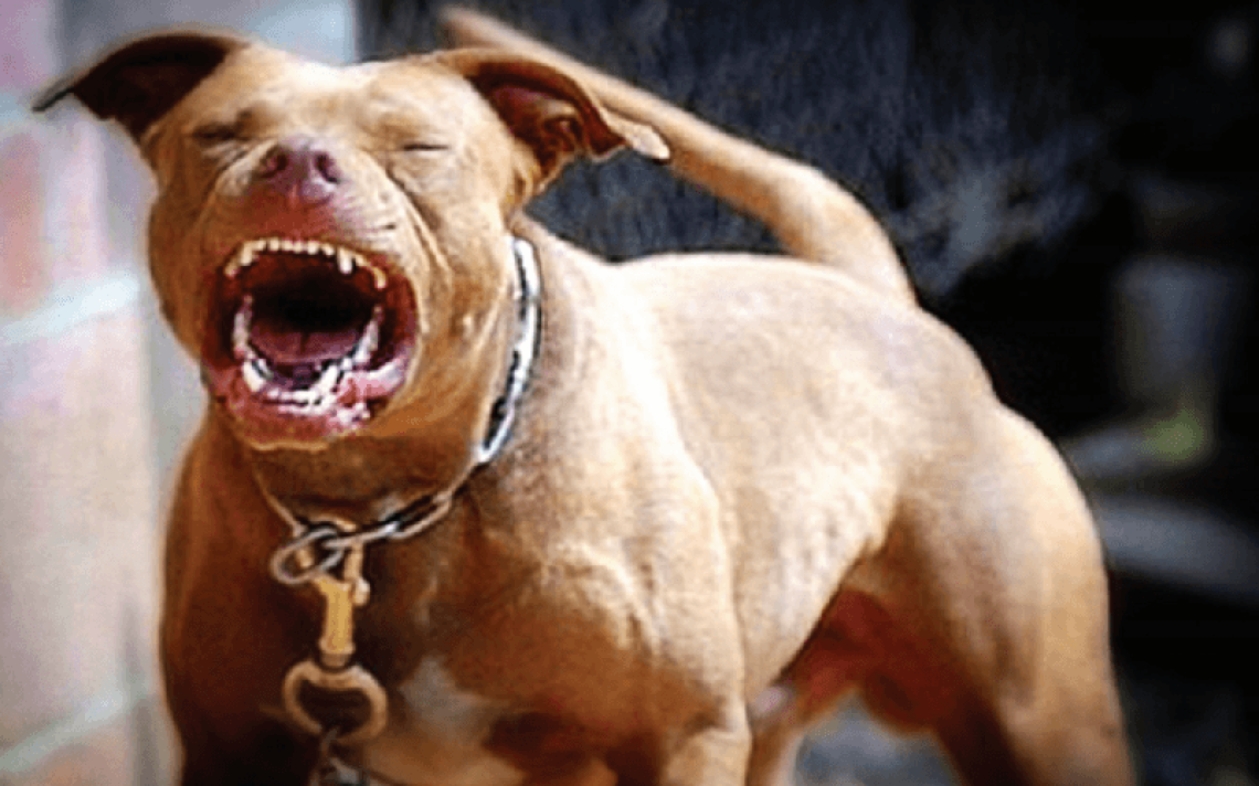 Pitbull azzanna anziano a Santa Chiara, ricoverato in prognosi riservata