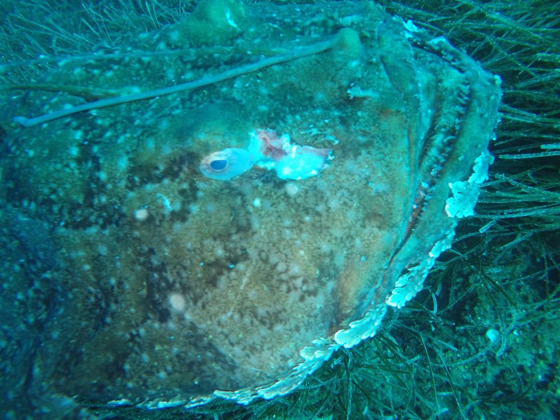 Punta Campanella, incontro ravvicinato con la rana pescatrice VIDEO
