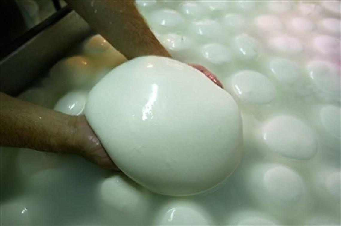Mozzarella dop, Bufala Fest a Napoli per difendere il prodotto campano