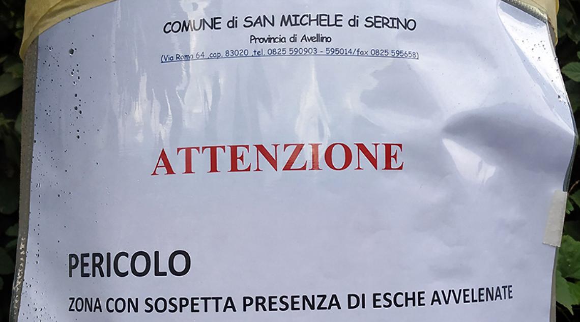 Cani avvelenati nei pressi del cimitero nell'Avellinese