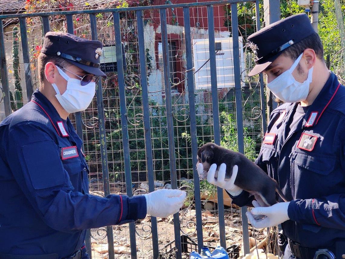 Maltrattamenti, forestali sequestrano 19 cani