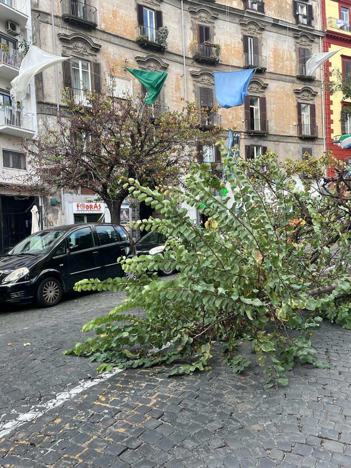 Paura a Santa Lucia: crolla albero a due passi dalla Regione 