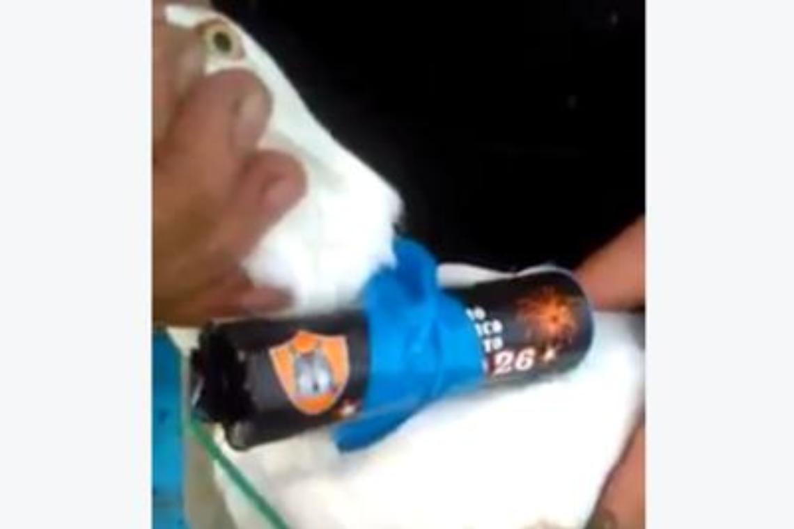 Nuoro, legano petardo al collo di un gabbiano e lo fanno esplodere in volo