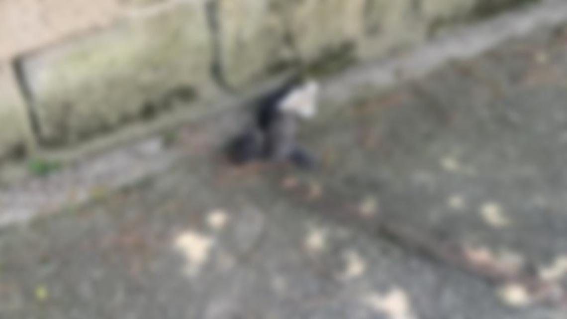 Gattino lapidato, animalisti mettono una taglia di 20mila euro