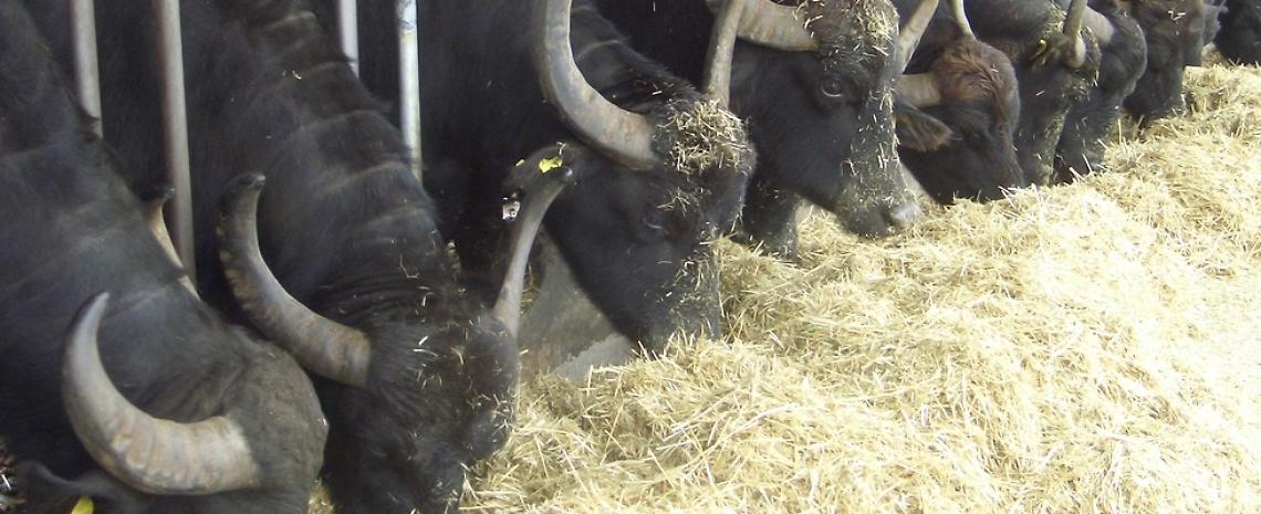 Brucellosi, iniziata la vaccinazione