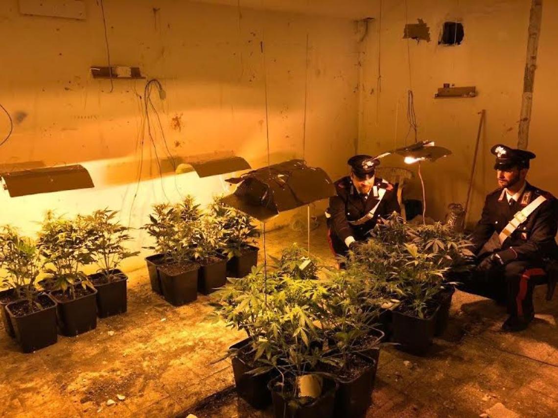 Coltivano cannabis e rubano elettricità: due in manette