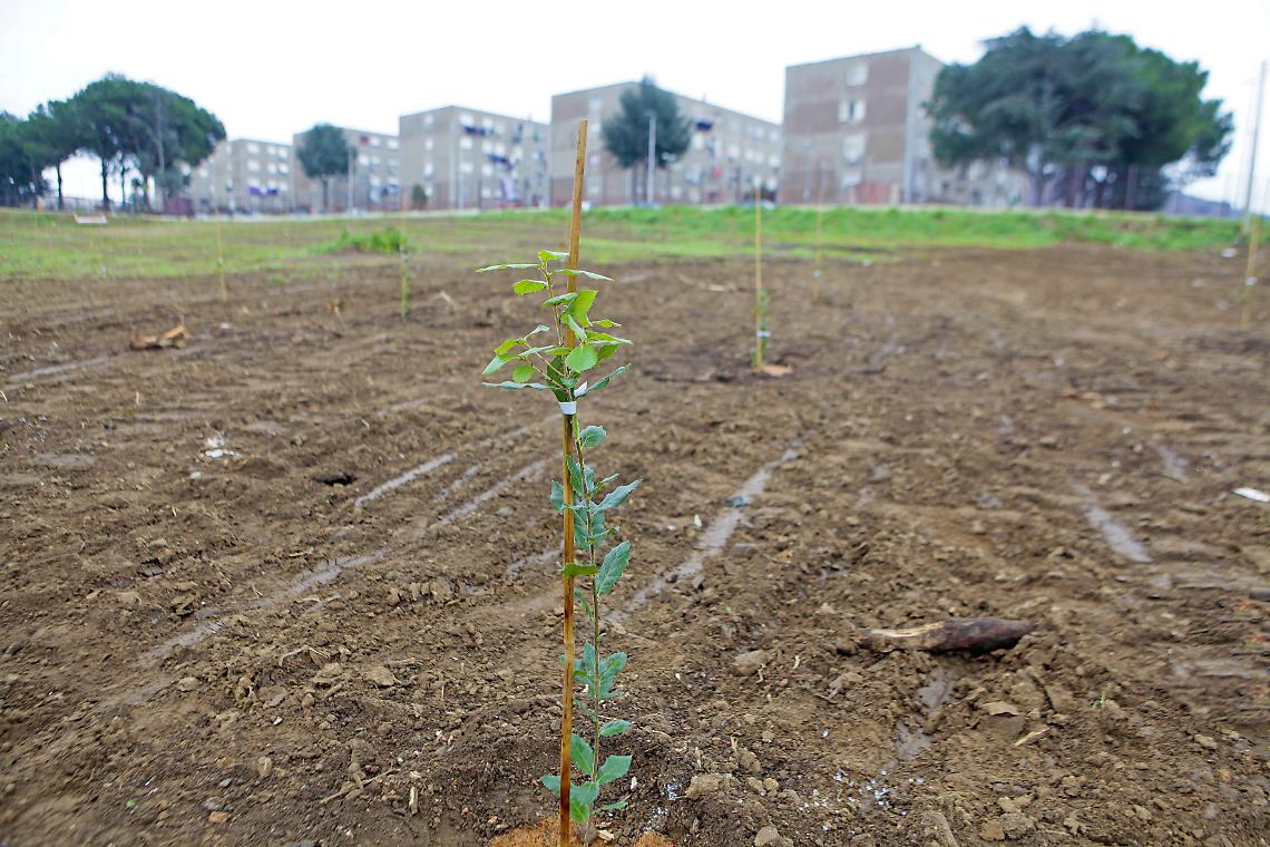 Riqualificazione e ambiente, nasce la “foresta urbana” di Monterusciello