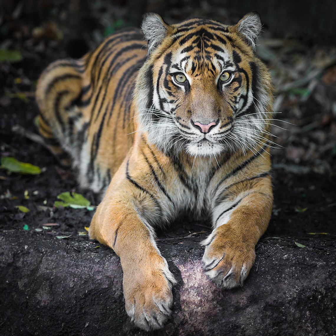 Coronavirus, tigre positiva nello zoo del Bronx a New York