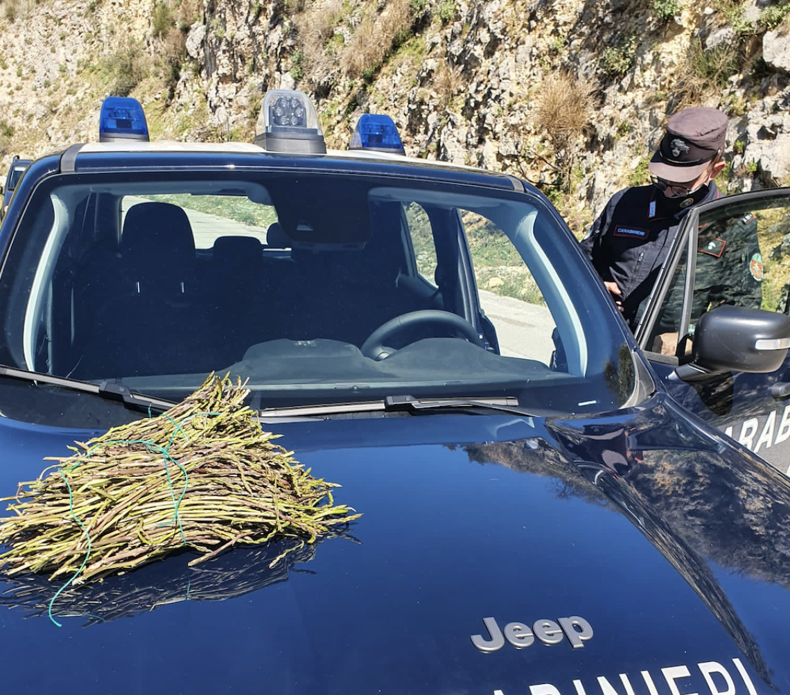 Raccolta degli asparagi, controlli e sequestri della Forestale