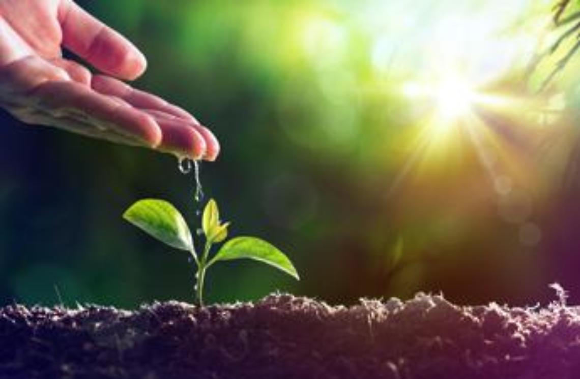 Giornata mondiale dell'ambiente 2021: è dedicata al ripristino degli ecosistemi