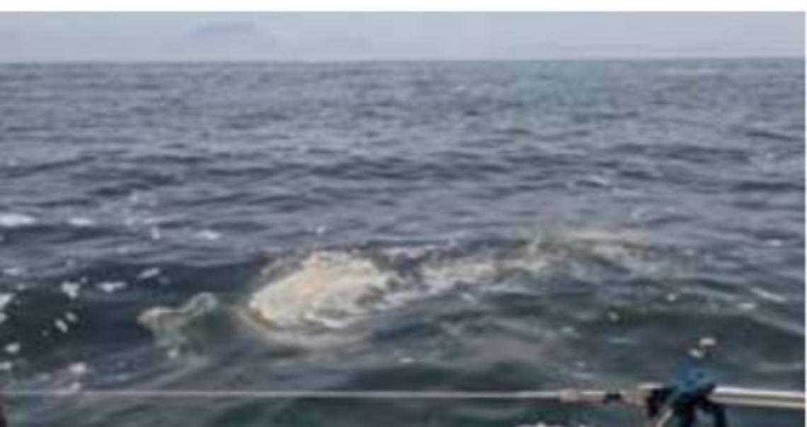 Mare sporco, tuffi nell’immondizia