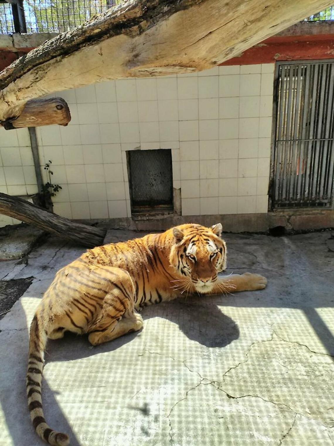 È morta Kashmir, la tigre dello zoo di Napoli