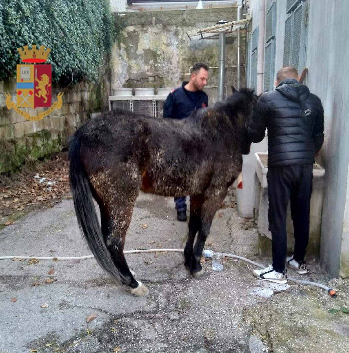 Cavallo vagante recuperato della polizia, denunciato il proprietario