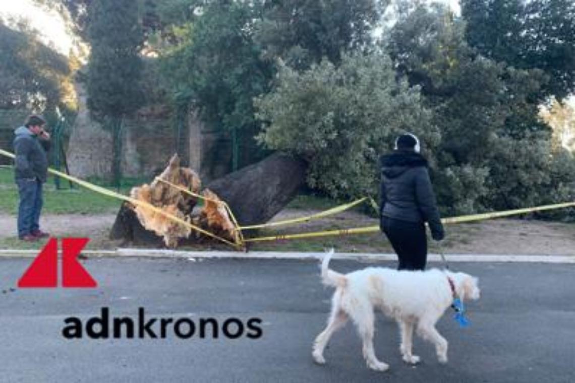 Roma, cade albero a 100 metri da scuola materna