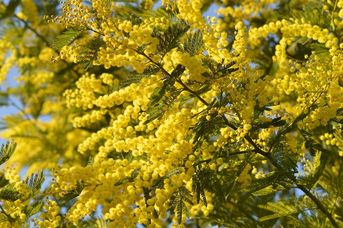 Giornata della donna, tutti gli appuntamenti a Pozzuoli
