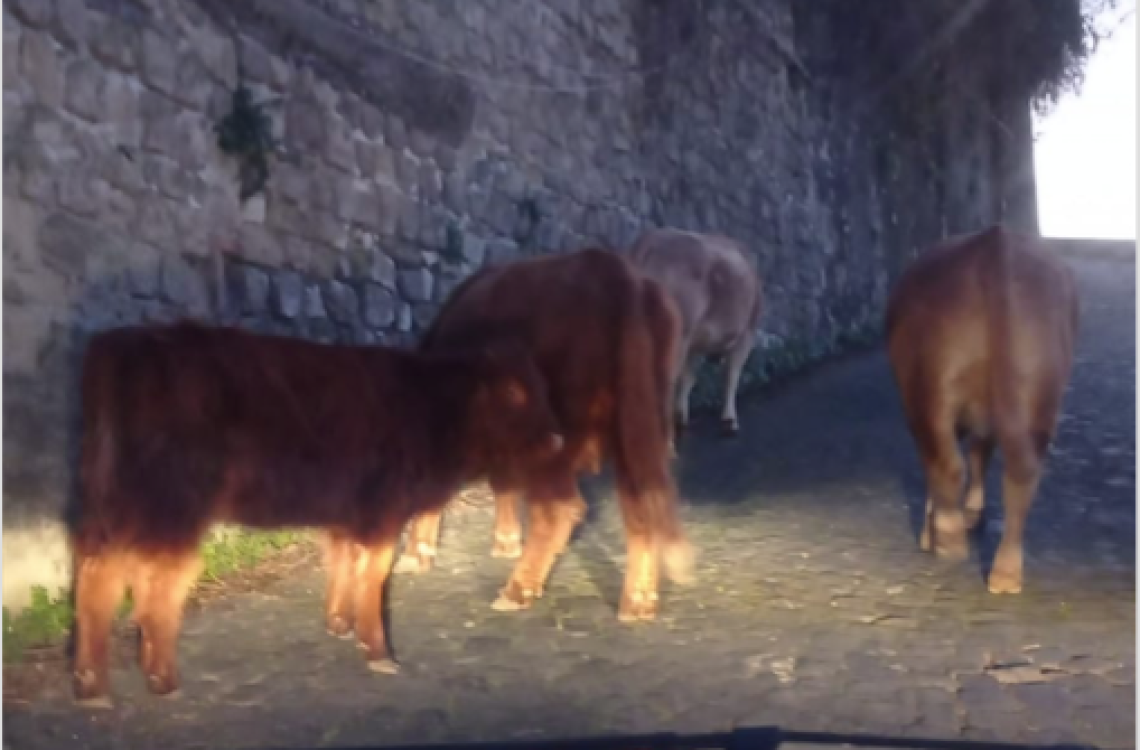 Castellammare di Stabia. Capre e tori invadono il convento di Madonna della Libera