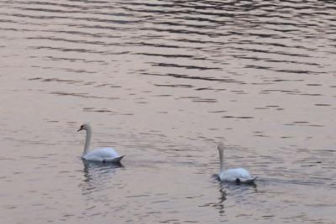 Cigno ucciso a bastonate, la compagna si lascia morire