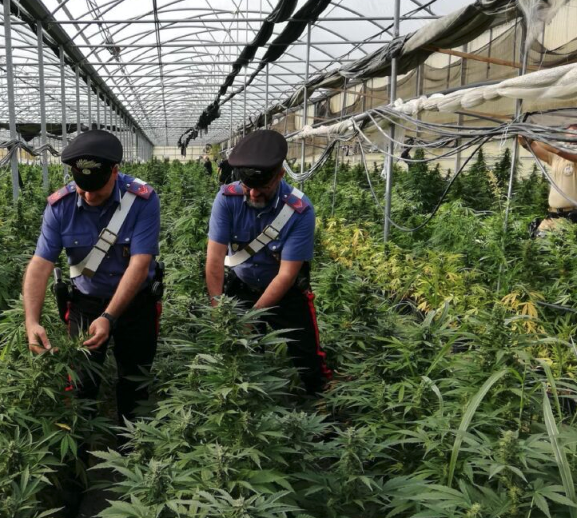 Castellammare, sequestrate oltre 300 piante di cannabis 