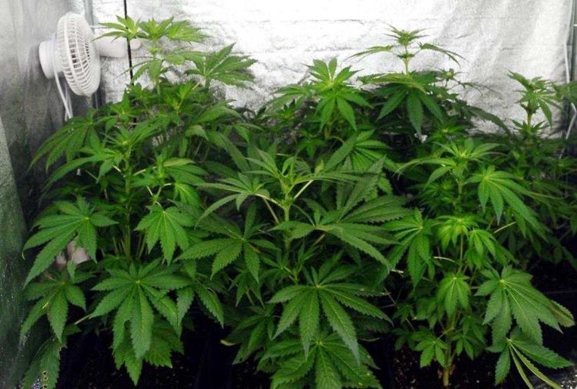 Curava piantagione cannabis sui Monti Lattari, arrestato 51enne