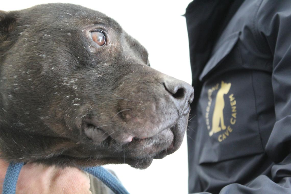 Combattimenti clandestini, sei cani salvati nel Salernitano