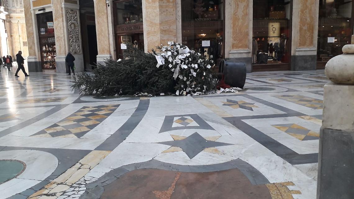 “Sopravvissuto" alle feste, albero abbattuto prima della rimozione