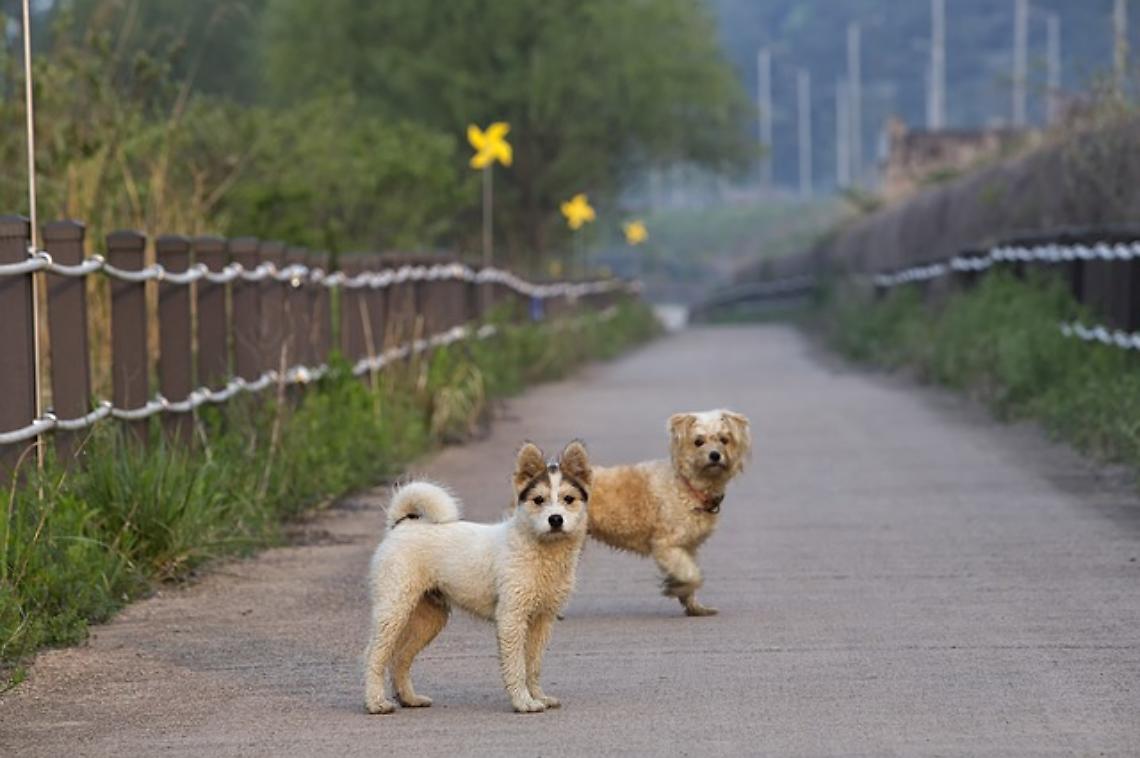 Gli animali esseri sensienti sono soggetti di diritto