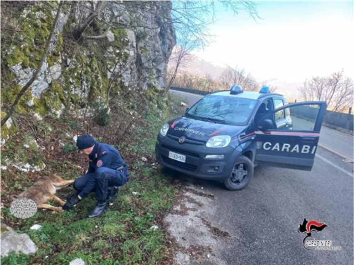 Lupo ucciso nel Beneventano a colpi di fucile