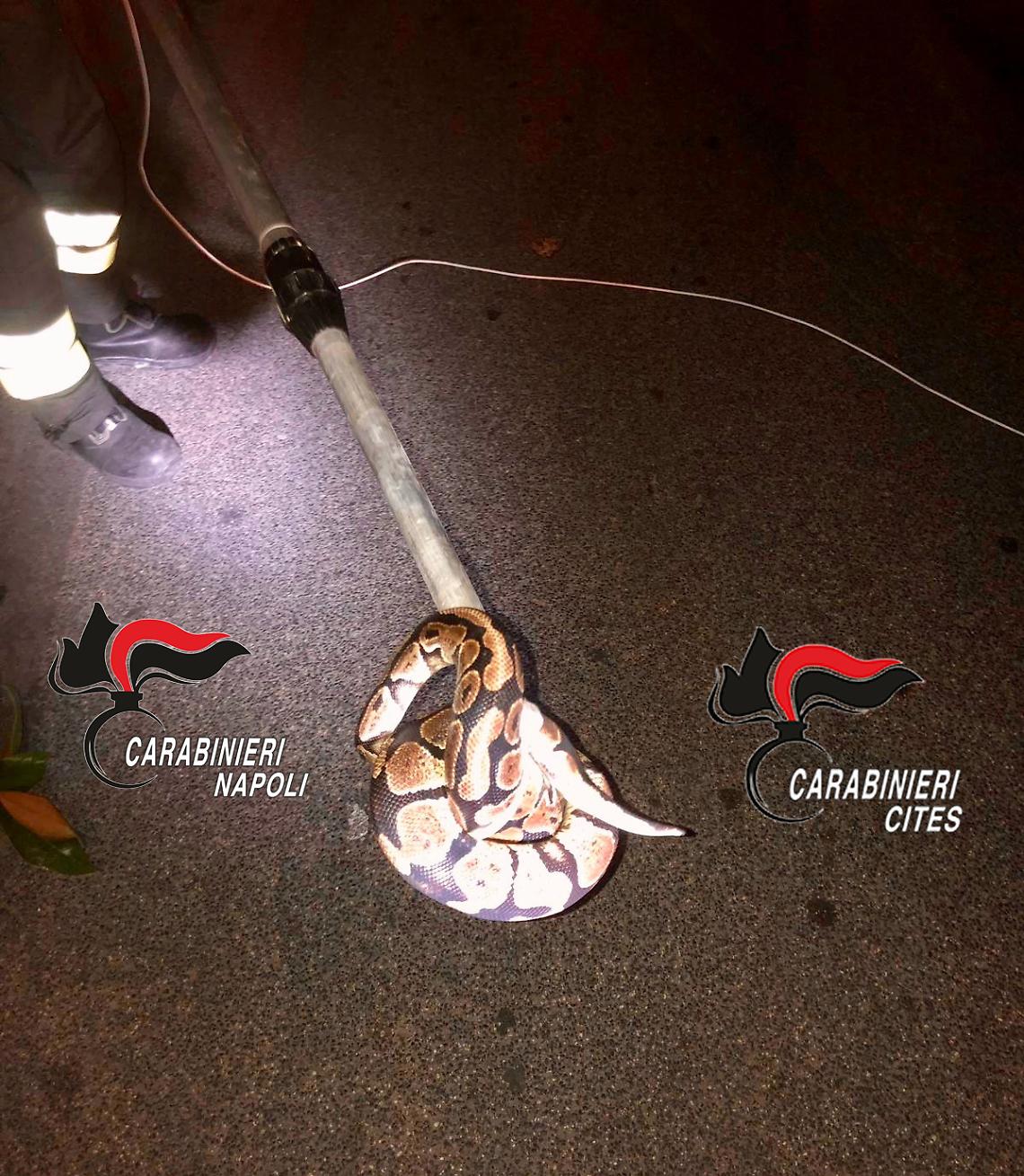 Pitone su un albero a Mugnano