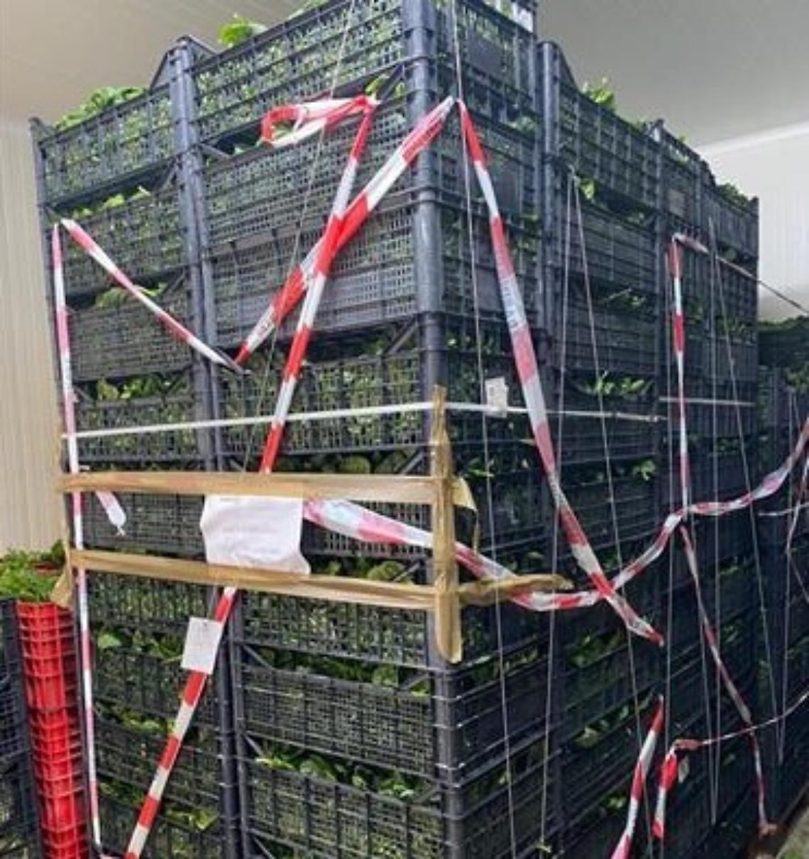 Intossicati dalla mandragora, individuato il produttore e distrutta la merce sequestrata