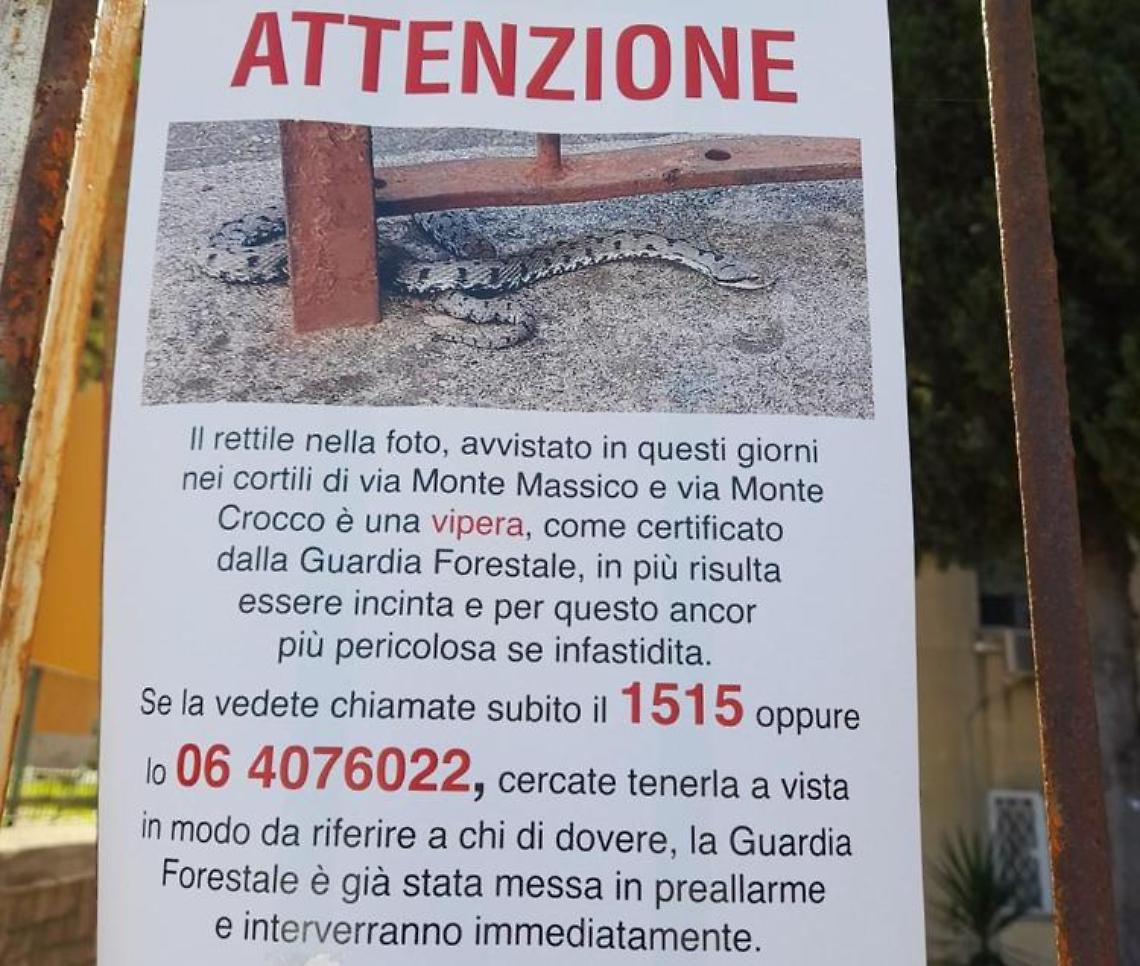 Allarme vipere a Roma