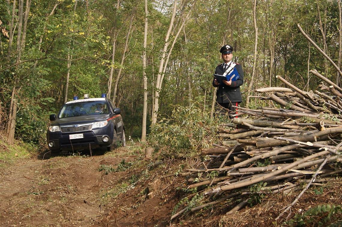 Torre del Greco, <br>3 arrestati mentre abbattono alberi nel Parco nazionale del Vesuvio