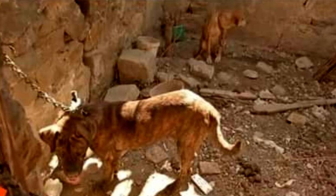 Cani malnutriti e legati con catene, denunciato 50enne