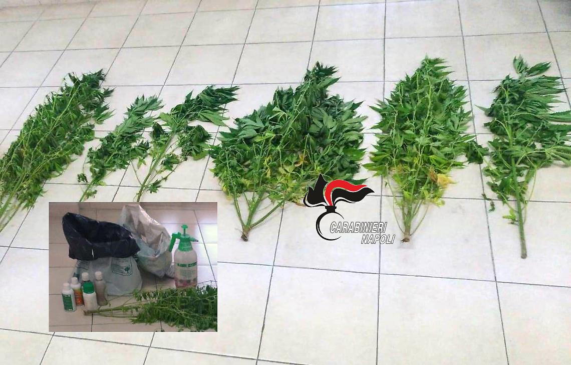 Piante di cannabis sul tetto di casa: coppia incastrata