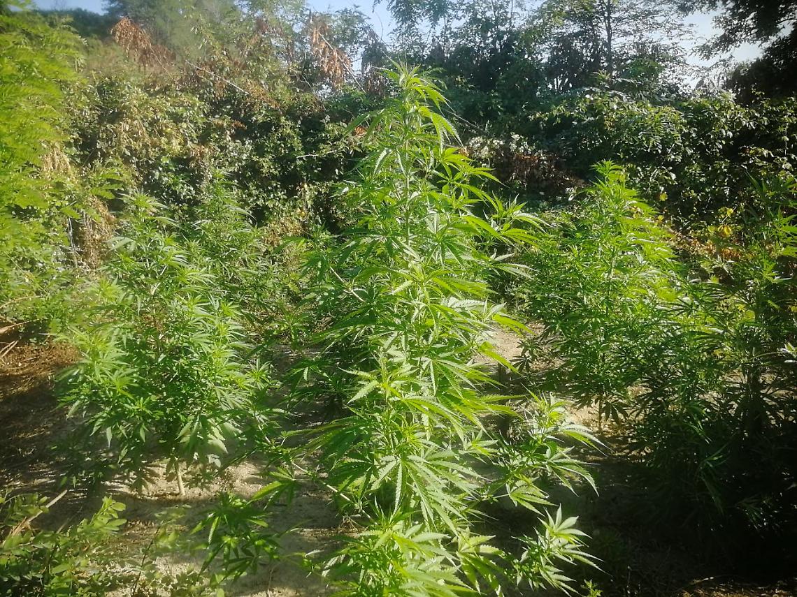Piantagioni i marijuana a Chiaiano e Pianura, due arrestati
