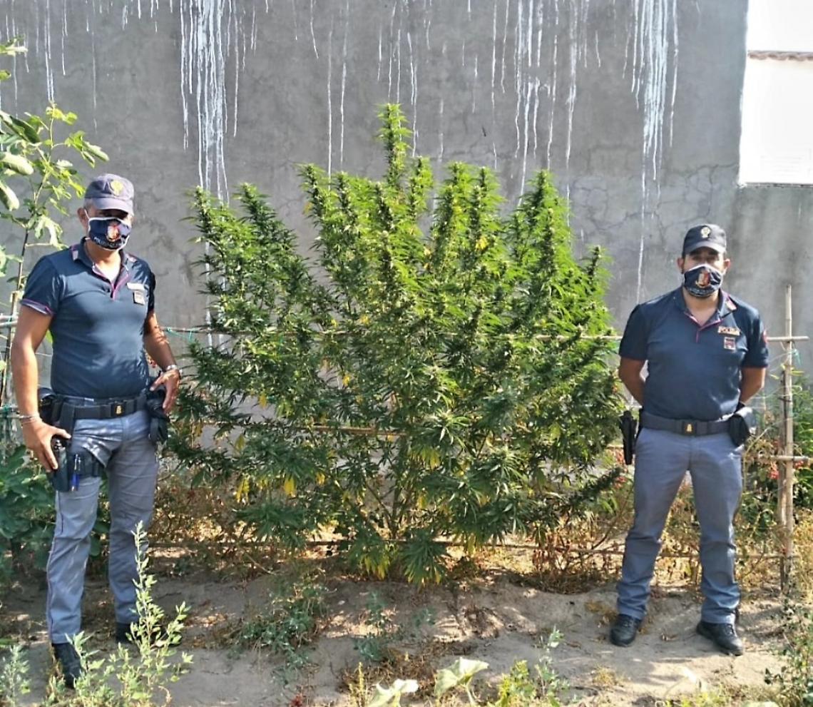 Casamicciola, pianta di marijuana in un fondo: denunciato 44enne