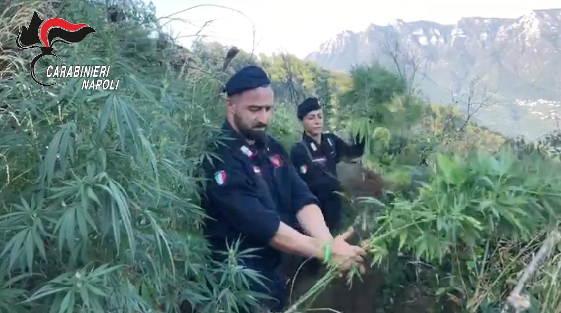 Scoperte e distrutte 270 piante di marijuana